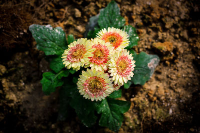 High angle view of flowering plant on land