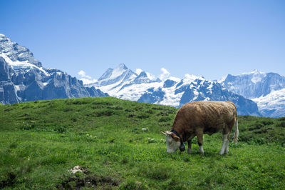 Cow grazing on field against mountains during winter