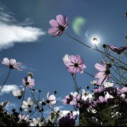 Low angle view of pink flowers blooming against sky