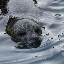 Close-up portrait of turtle swimming in lake