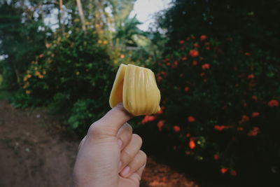 Close-up of hand holding leaf