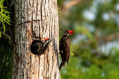 Close-up of a bird perching on tree trunk