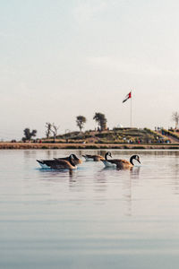 Ducks swimming in lake against sky