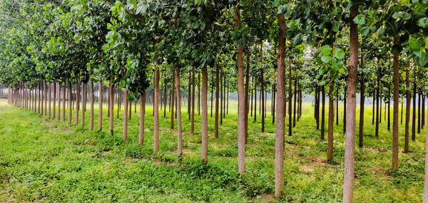 Trees growing on field