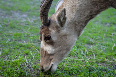 Close-up of horse grazing in field