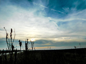 Plants against sky