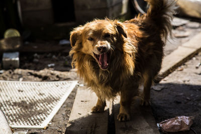 Close-up portrait of dog