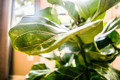 Close-up of green leaves