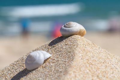 Close-up of shells on sand