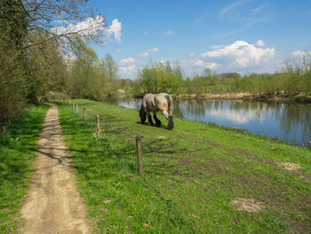 Horse in a field