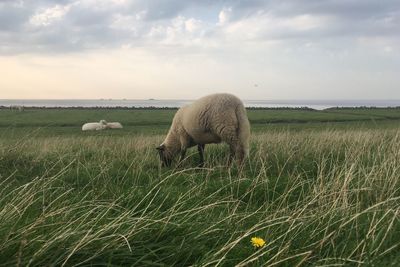 Sheep on grassy field against cloudy sky