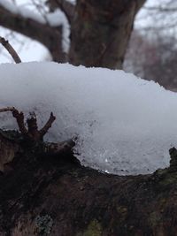 Close-up of tree trunk