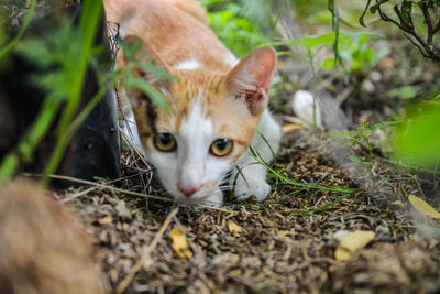 Portrait of cat on kitten