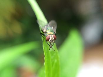 Close-up of fly on leaf