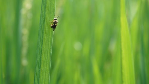 Close-up of insect on plant