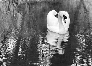 Swan swimming in lake