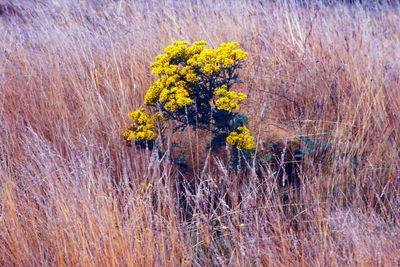plant