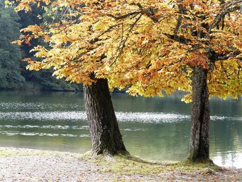 Tree by lake against sky during autumn