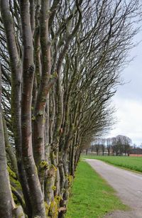 Bare trees on field against sky