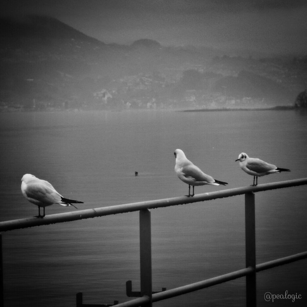 bird, animal themes, animals in the wild, wildlife, seagull, water, sky, perching, sea, railing, nature, flying, lake, pier, tranquility, scenics, beauty in nature, tranquil scene, outdoors, one animal