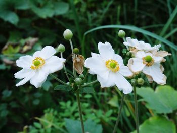 Close-up of white flowering plant