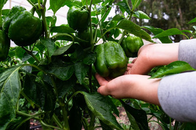 Cropped image of person holding vegetables
