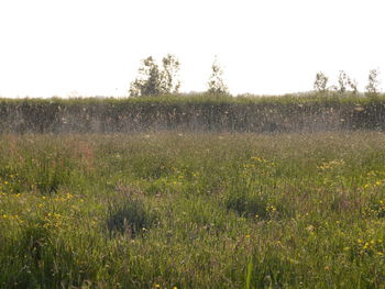 Scenic view of grassy field against sky