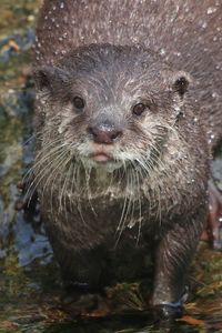 Close-up portrait of an animal