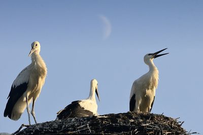 Low angle view of birds perching on tree