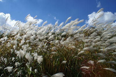 Close-up of flowering plants on field against sky