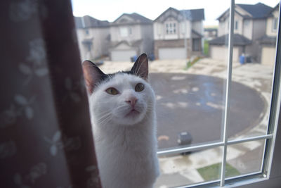 Portrait of cat on window