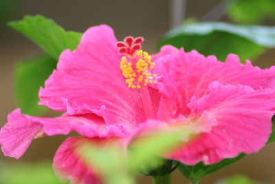 Close-up of pink flower