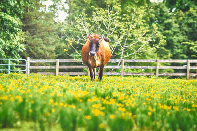 Horse standing in field