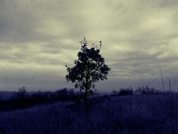 Plant growing on field against sky at sunset