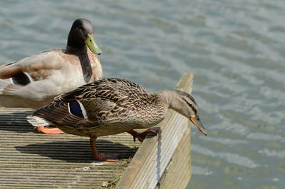 Close-up of mallard duck perching on lake