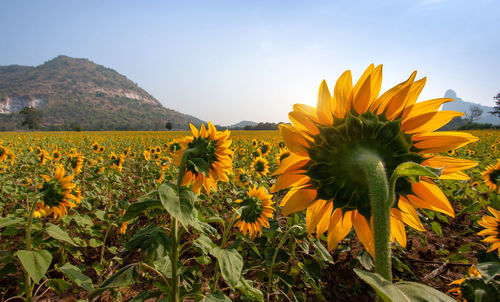 Sunflowers growing on field