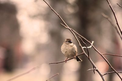 Close-up of bird perching on branch