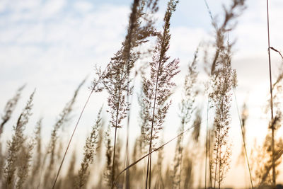 Close-up of stalks in field against sky