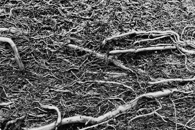 Full frame shot of roots on field