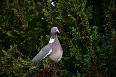 Seagull perching on a tree