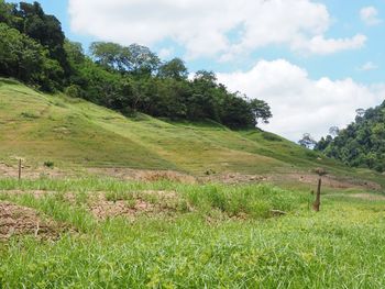Scenic view of grassy field against sky