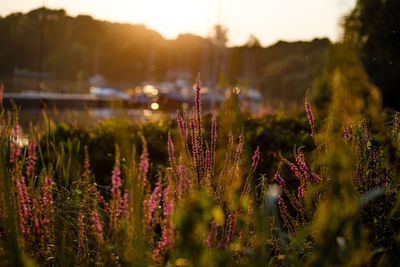 Purple flowering plants during sunset