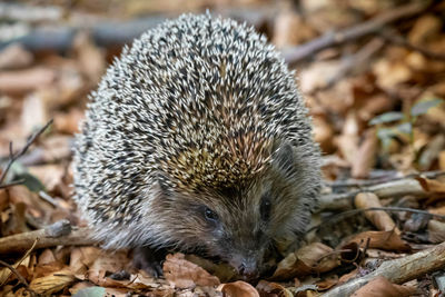 Close-up of an animal on field