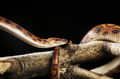 Close-up of lizard on tree against black background