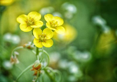 Close-up of yellow flower