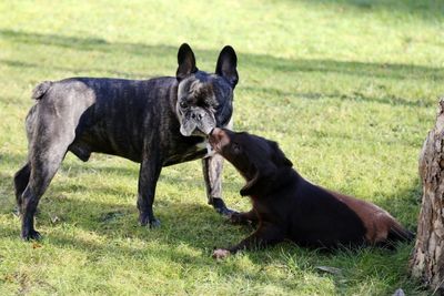 Dogs on field