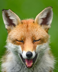 Close-up portrait of a rabbit