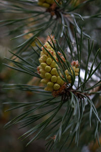 Close-up of pine cones on tree