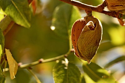 Close-up of almond on branch