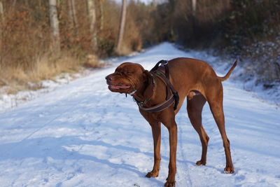 Dog running on snow covered field